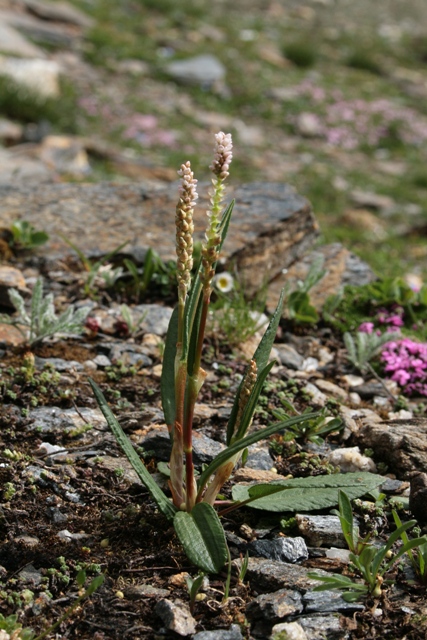 pianta Alpi - Polygonum viviparum